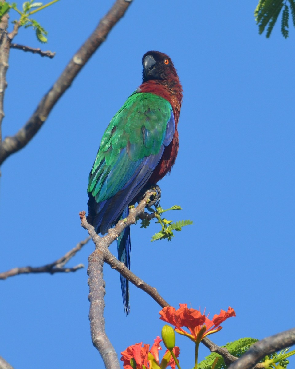 Red Shining-Parrot - ML196345101