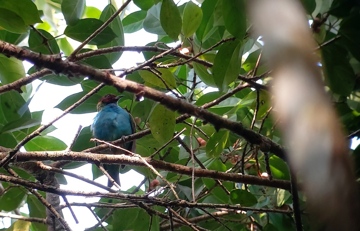Bay-headed Tanager - ML196346311