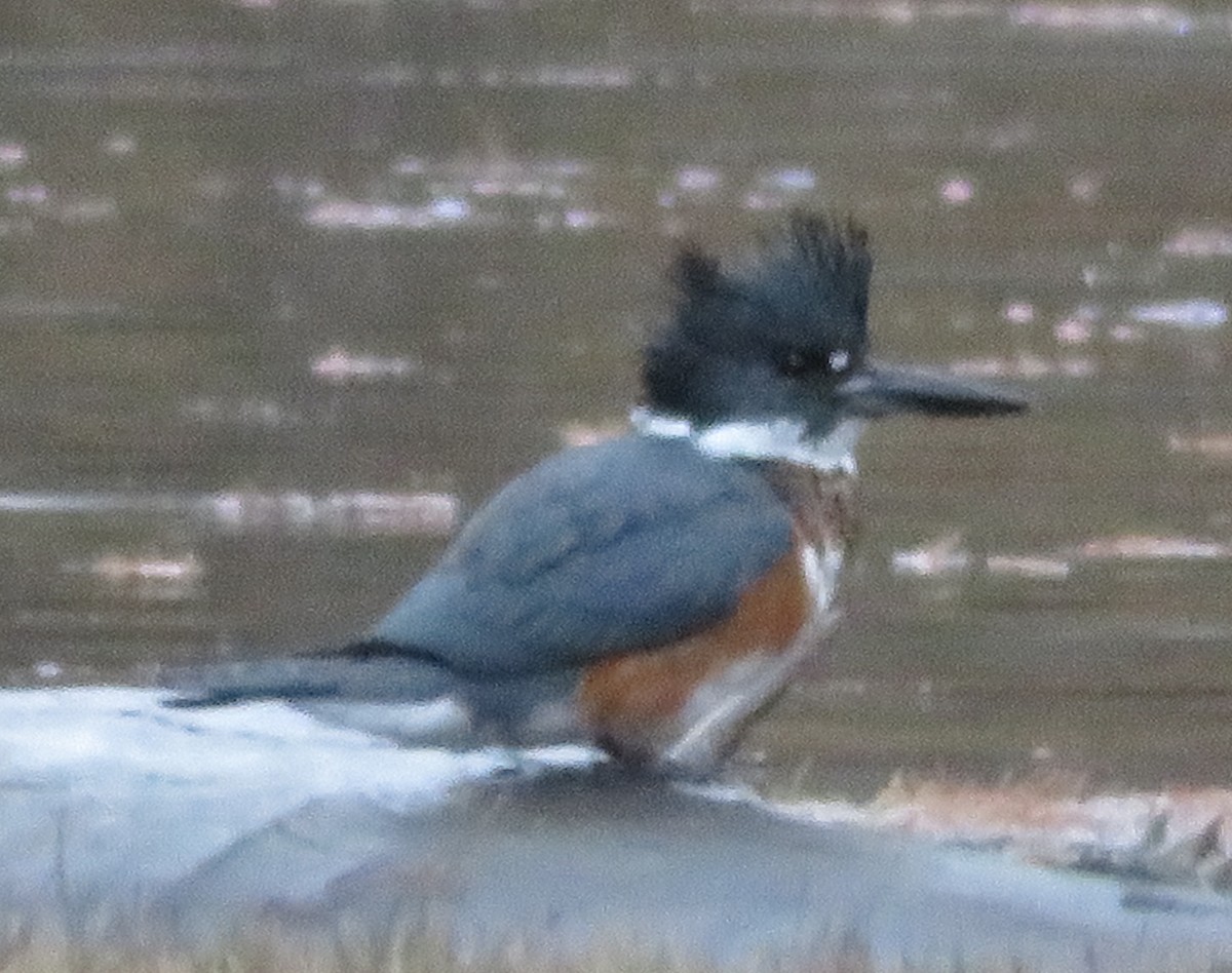 Belted Kingfisher - ML196347461