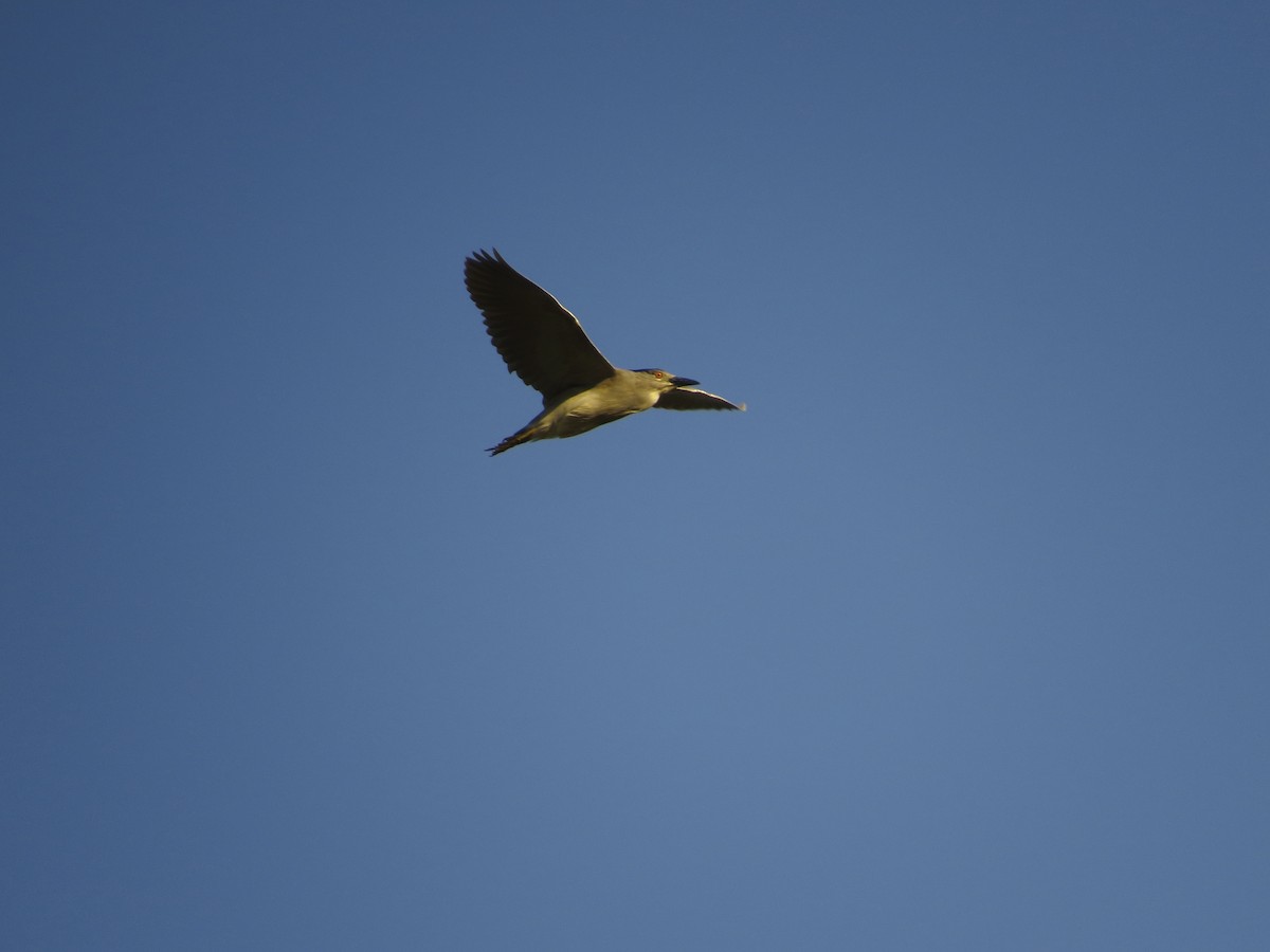 Black-crowned Night Heron - ML196348331