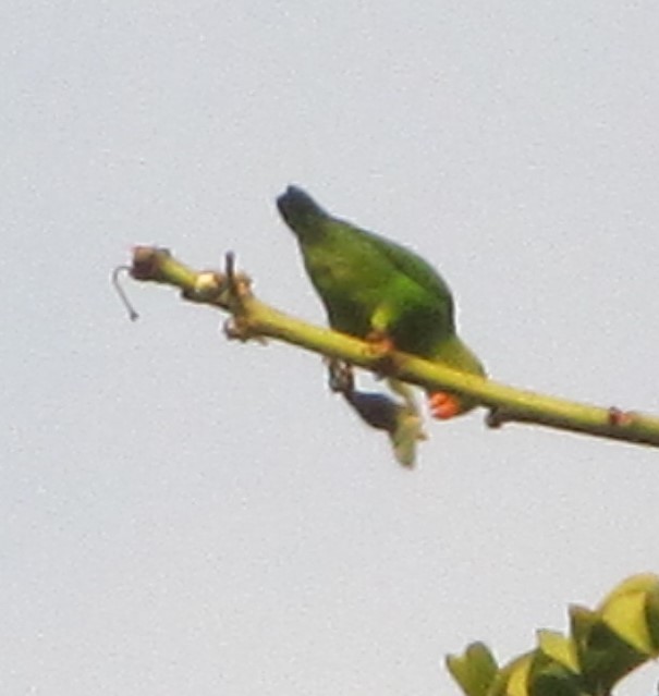 Vernal Hanging-Parrot - Ramya Singaravelpandian