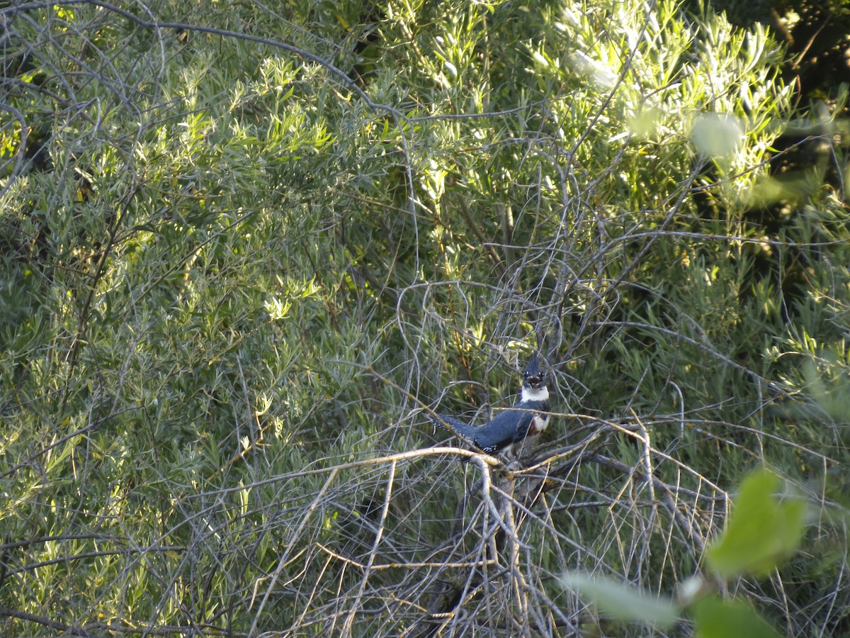 Belted Kingfisher - ML196348821