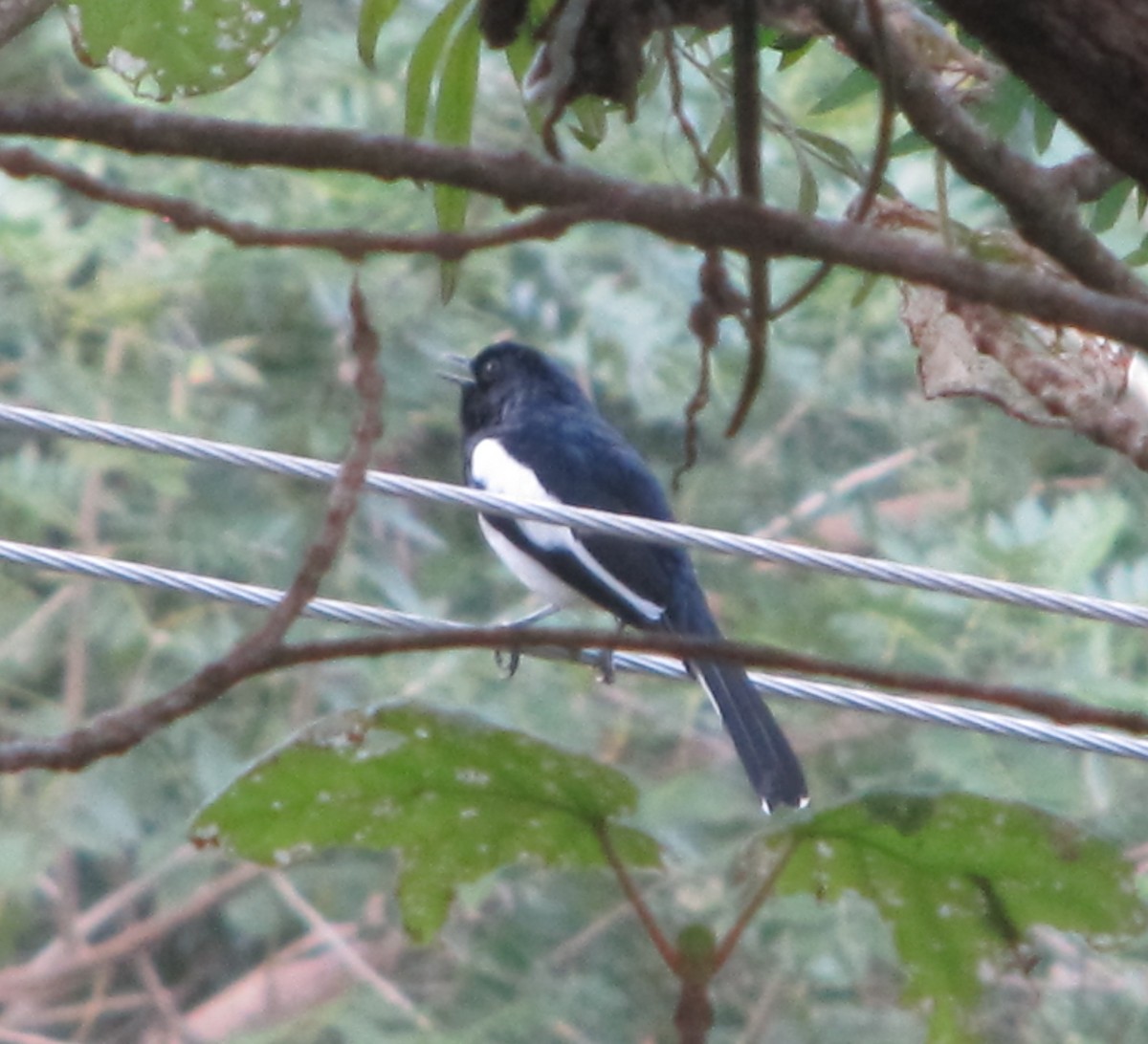 Oriental Magpie-Robin - Ramya Singaravelpandian