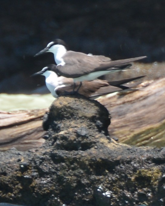 Bridled Tern - Mary McGreal