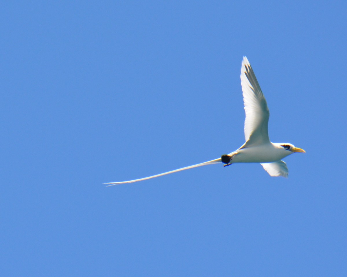 White-tailed Tropicbird - Mary McGreal
