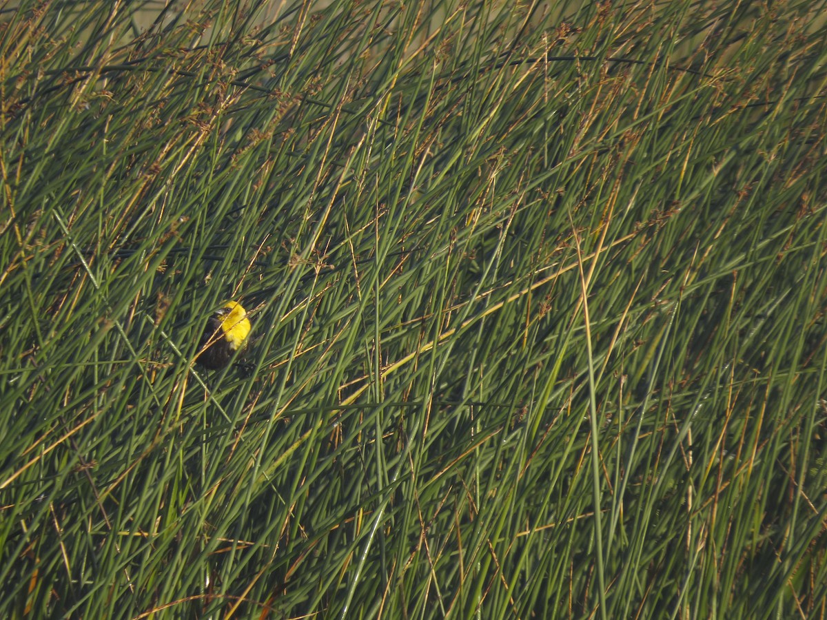 Yellow-headed Blackbird - ML196356041
