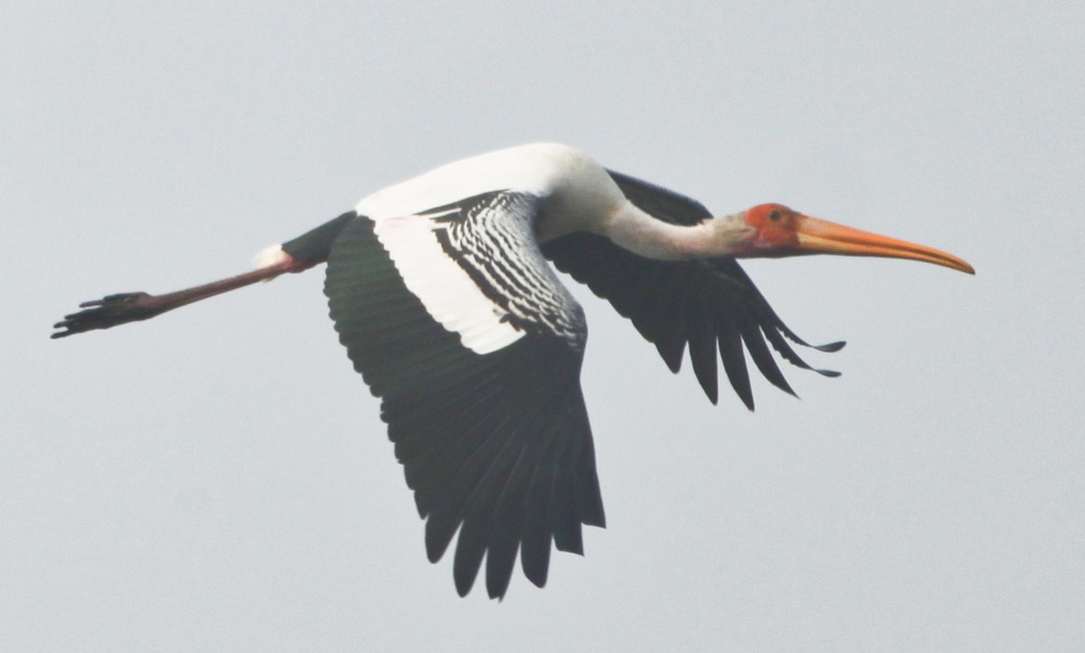 Painted Stork - Padmaja  Prabhu