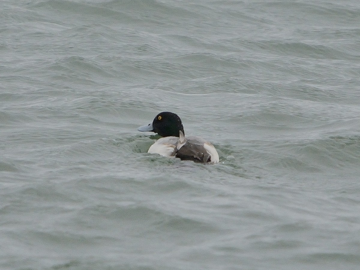 Greater Scaup - ML196359041