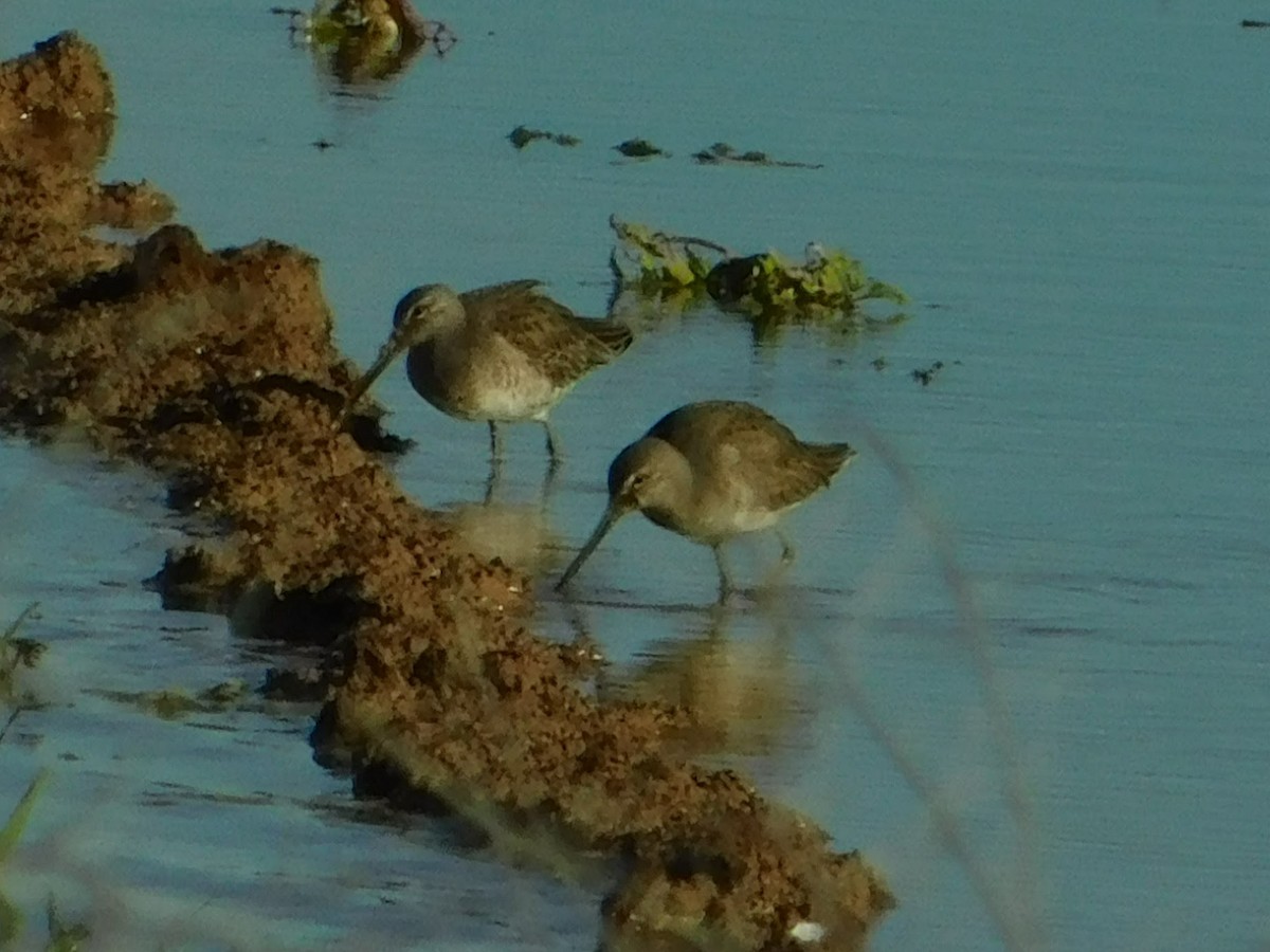 Long-billed Dowitcher - ML196359721