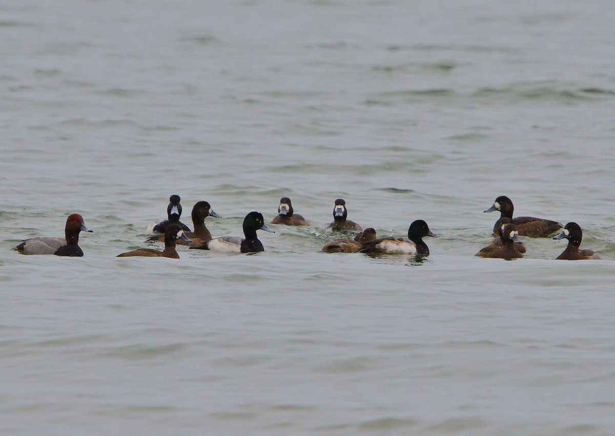 Greater Scaup - ML196360281