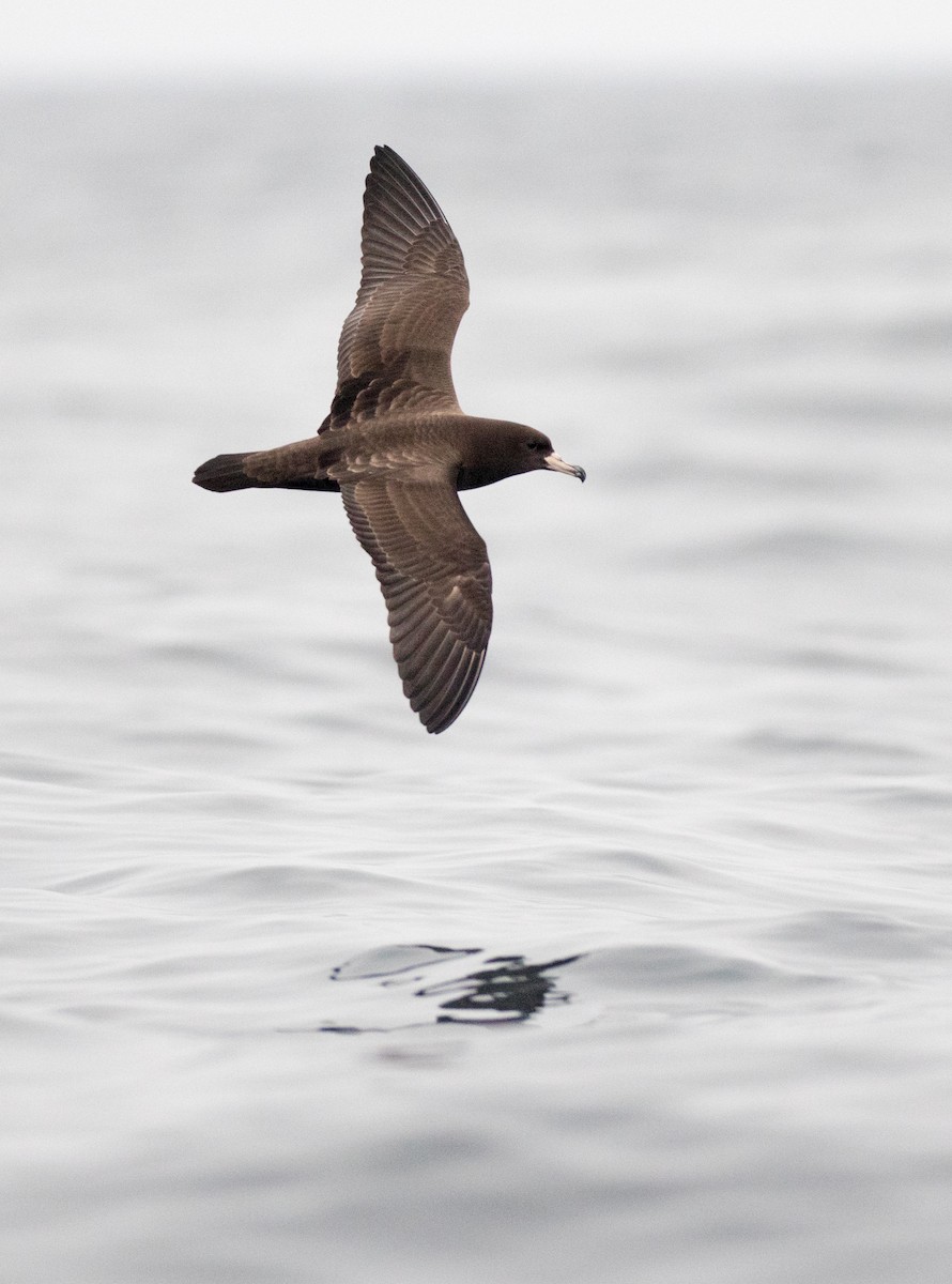 Flesh-footed Shearwater - ML196362261