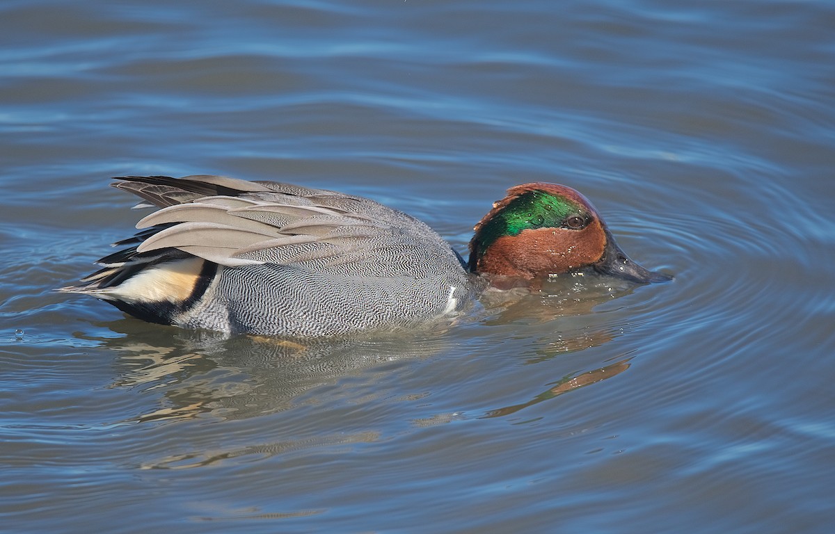 Green-winged Teal - ML196363941