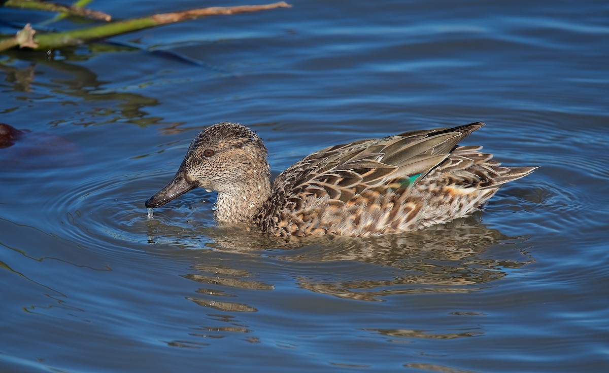 Green-winged Teal - ML196363971