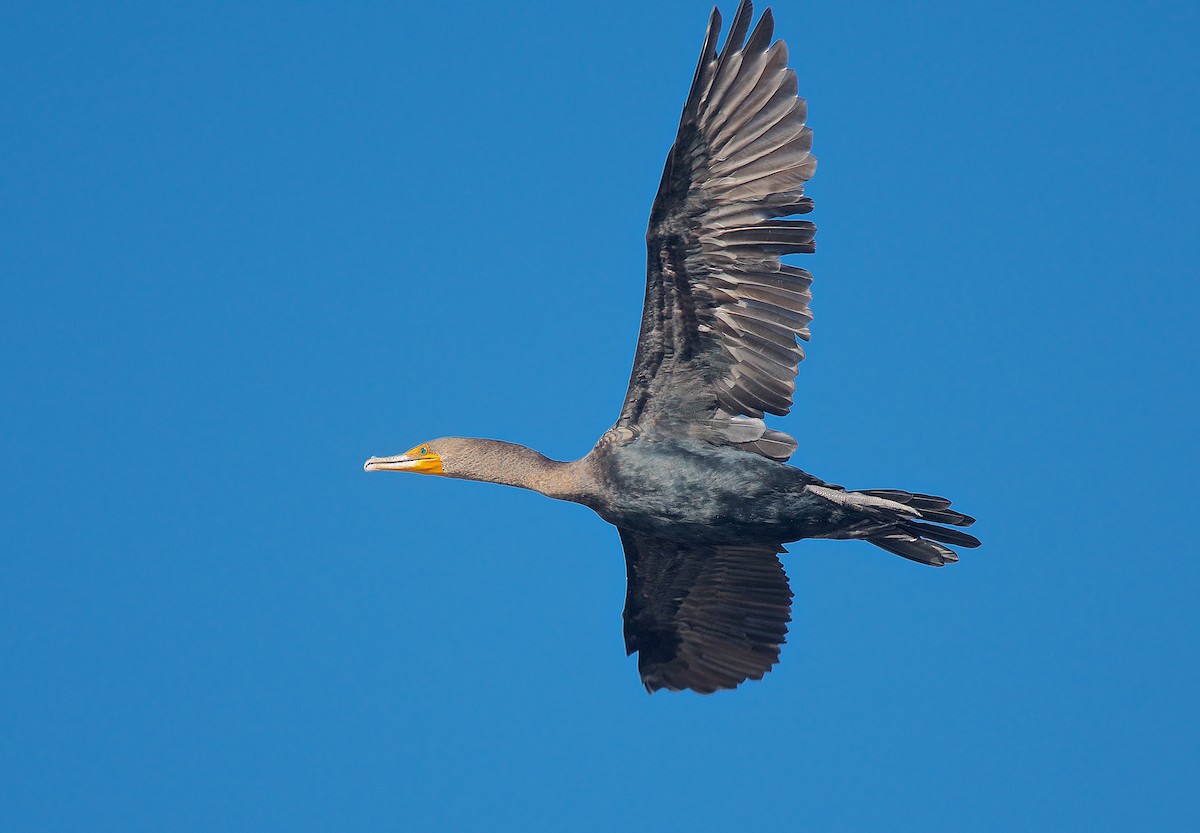 Double-crested Cormorant - Harlan Stewart