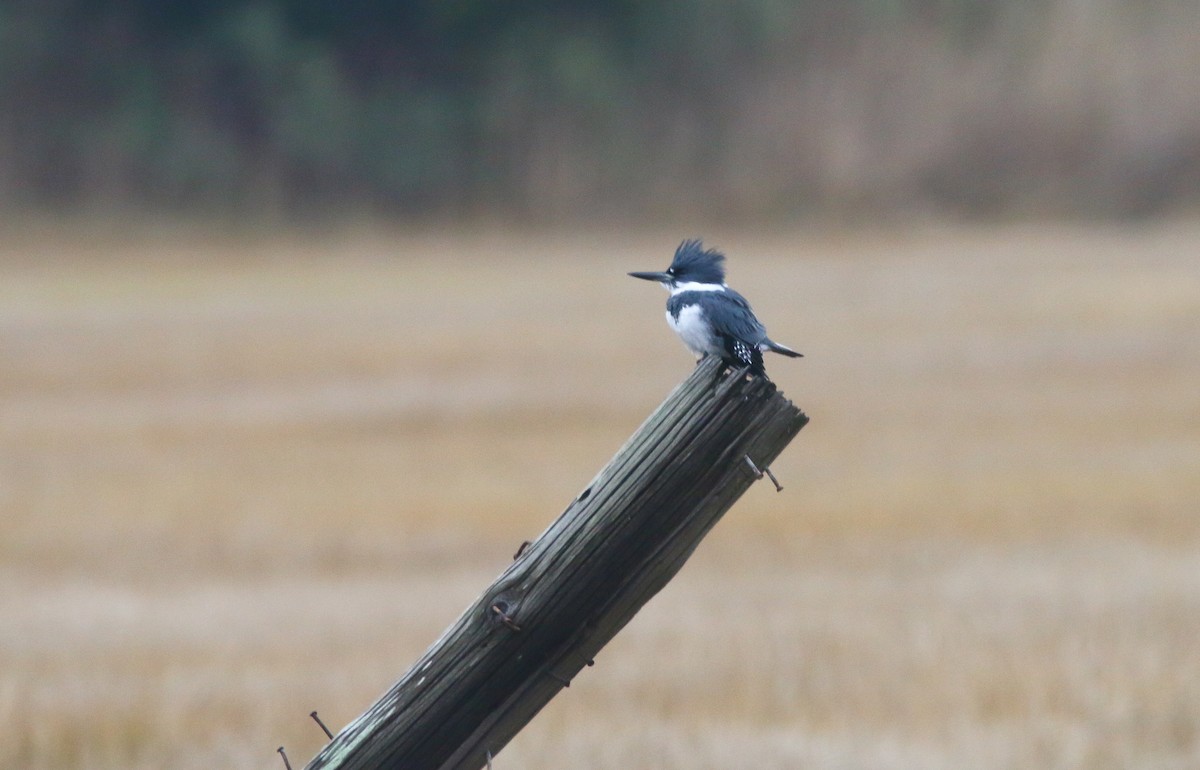Belted Kingfisher - ML196364871