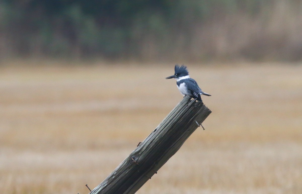 Belted Kingfisher - ML196364991