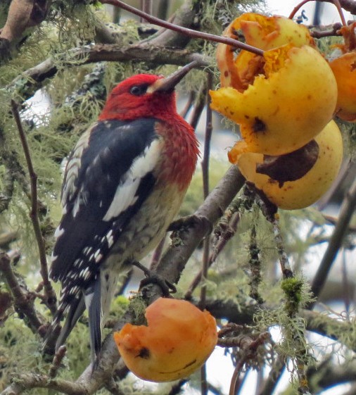 Red-breasted Sapsucker - Barbara Combs