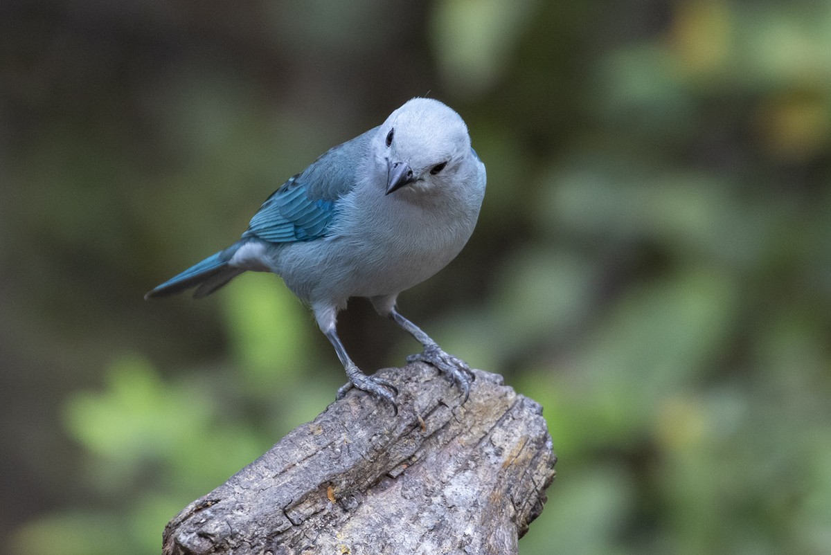 Blue-gray Tanager - Michael Todd