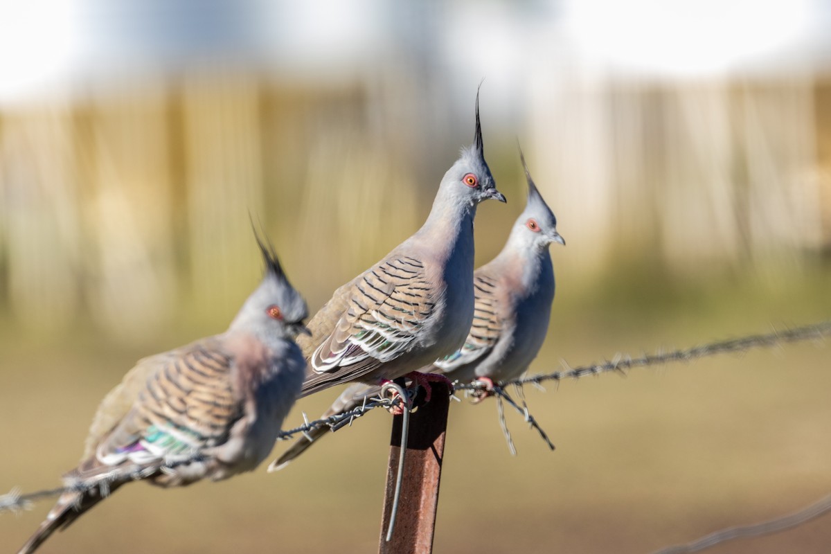 Crested Pigeon - ML196370481
