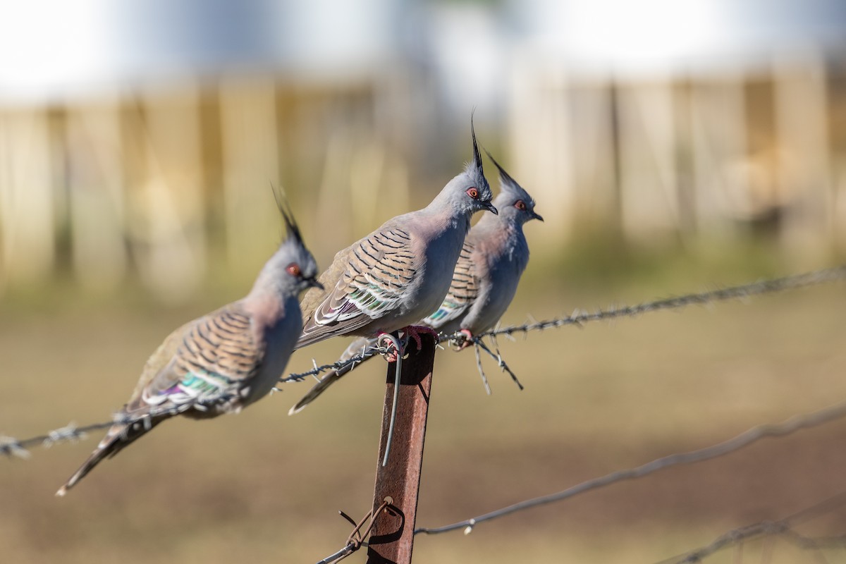 Crested Pigeon - ML196370491