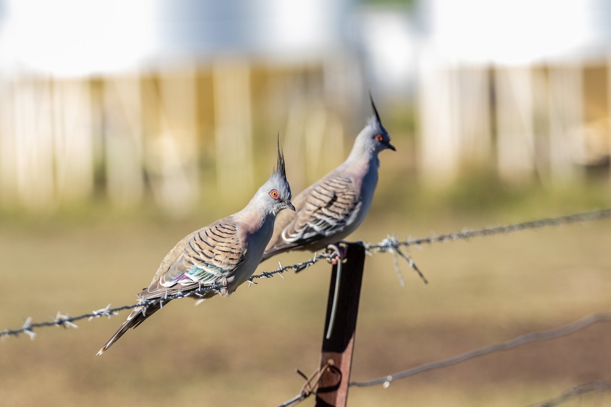 Crested Pigeon - ML196370501