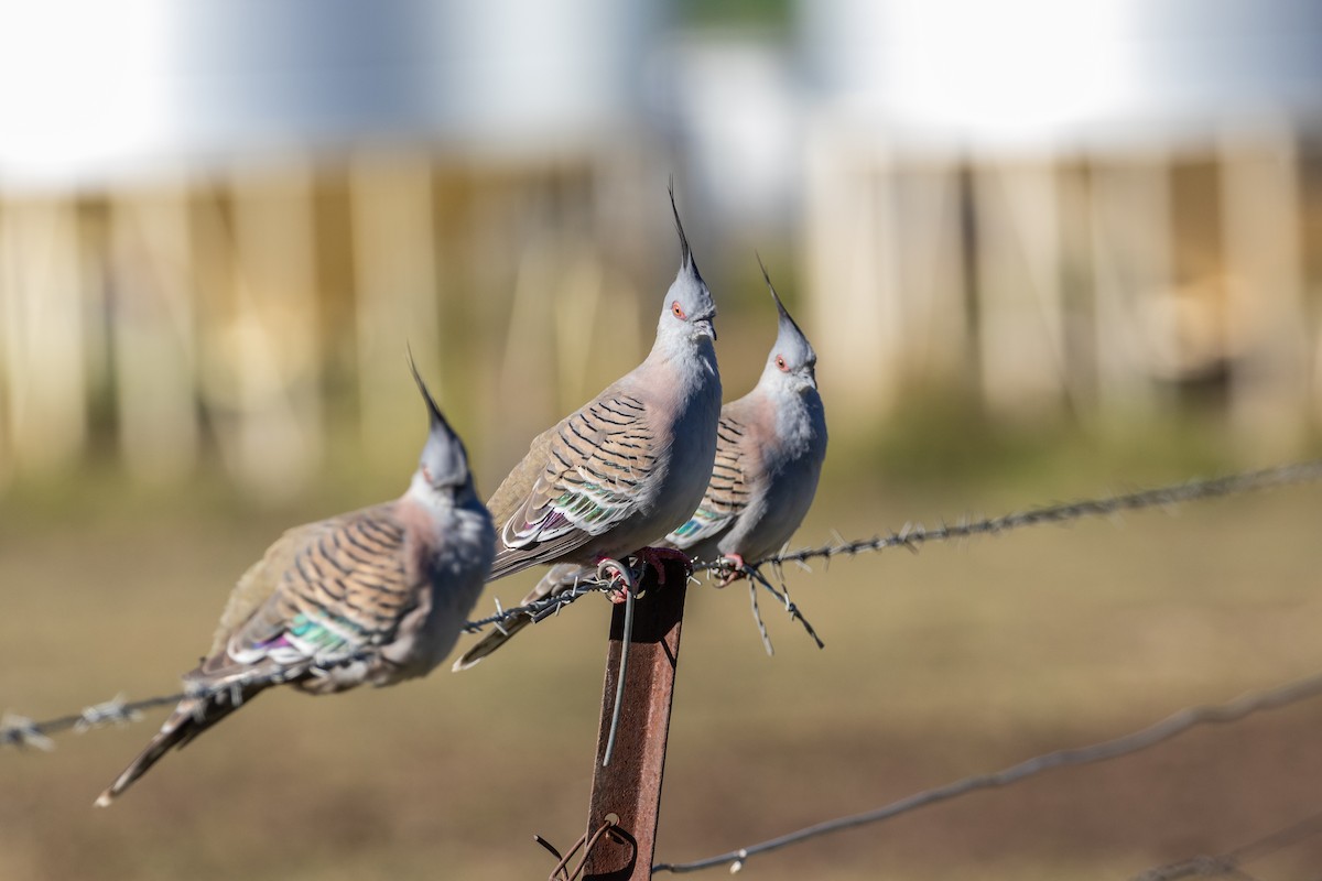 Crested Pigeon - Mike Andersen
