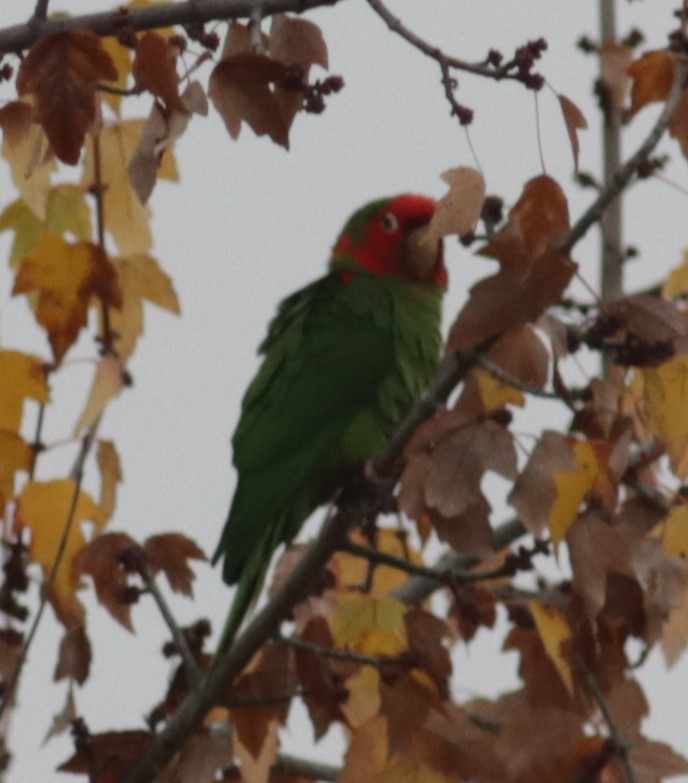 Red-masked Parakeet - Ira Blitz