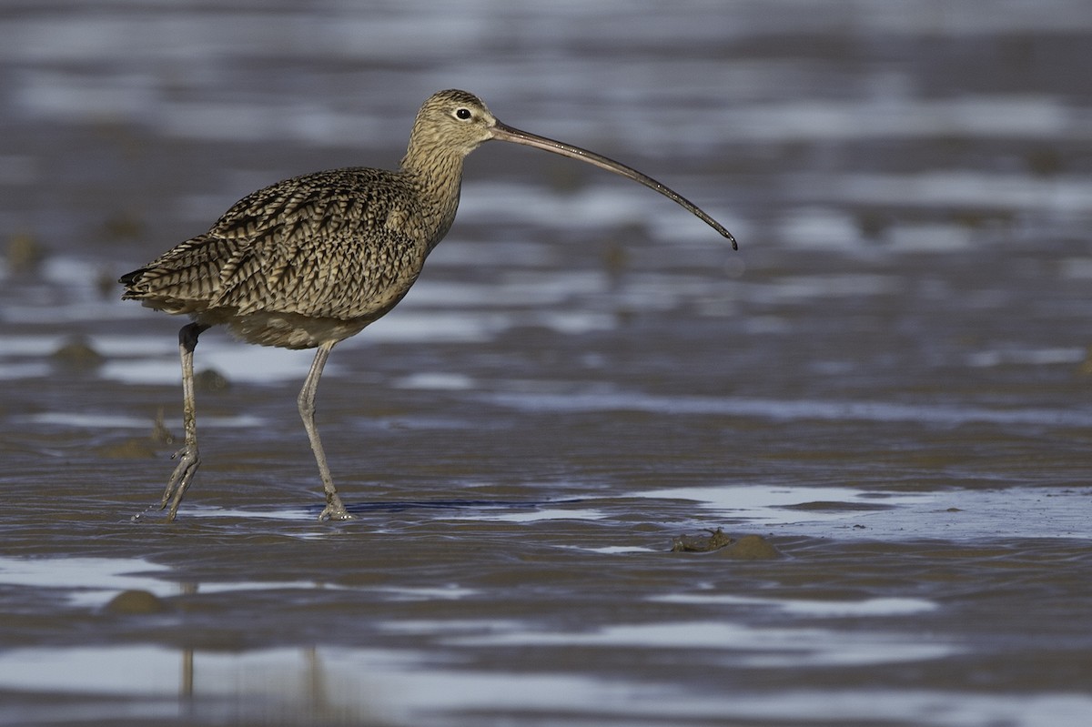 Long-billed Curlew - ML196373951