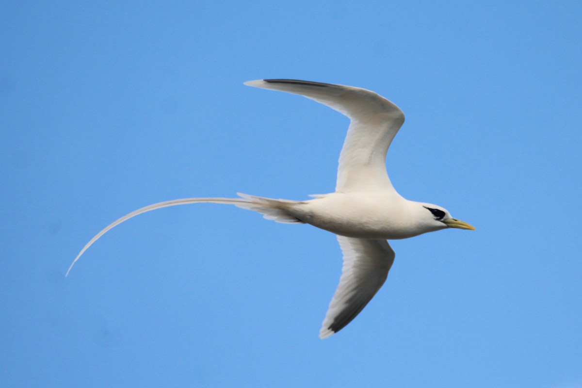 White-tailed Tropicbird (Pacific) - Patrick Sysiong