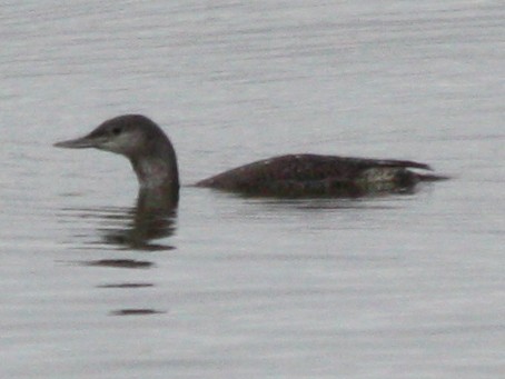Red-throated Loon - Pete Dunten