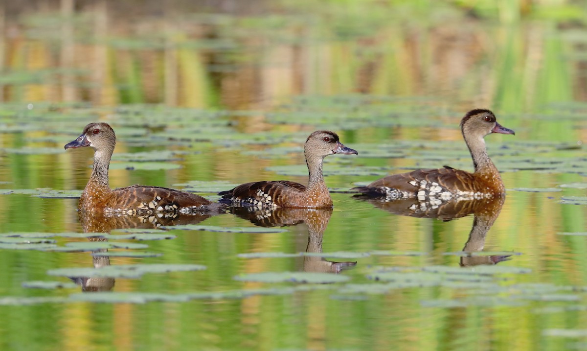 Spotted Whistling-Duck - ML196378831