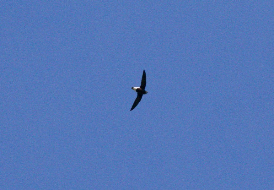 Silver-backed Needletail - ML196378871