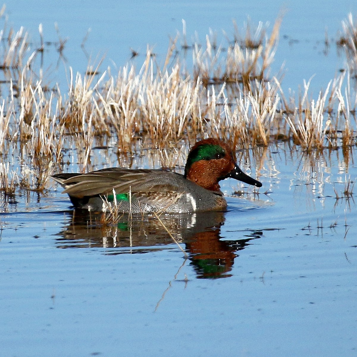 Green-winged Teal - ML196379131
