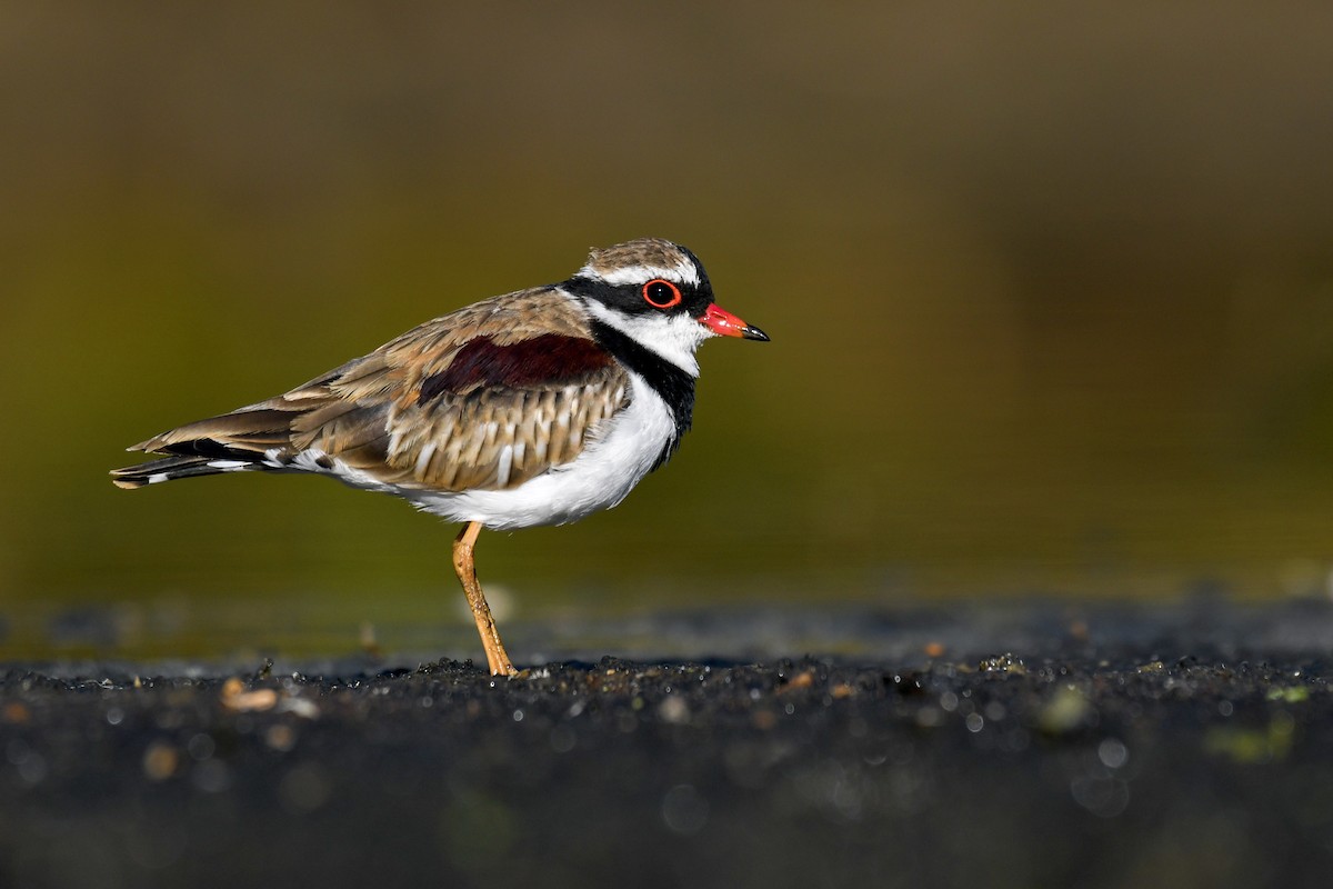 Black-fronted Dotterel - Lachlan Read