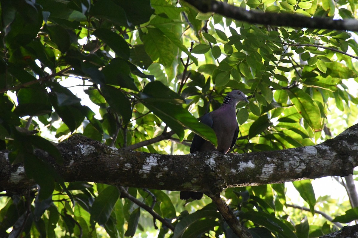 Sri Lanka Wood-Pigeon - Thilini Samarakoon