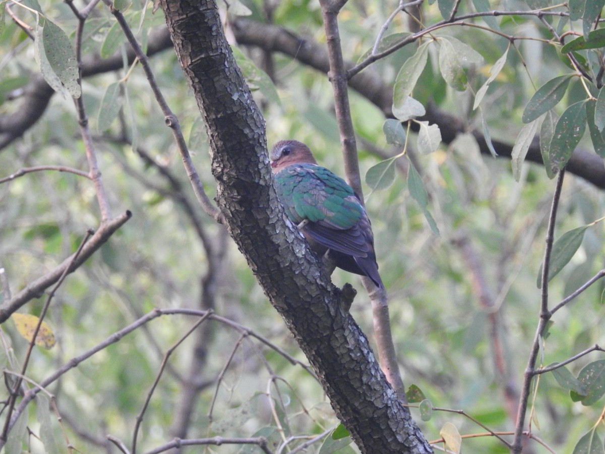 Asian Emerald Dove - Ashwin Viswanathan