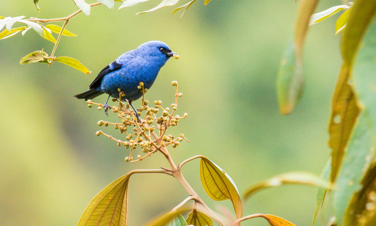Blue-and-black Tanager - ML196386381