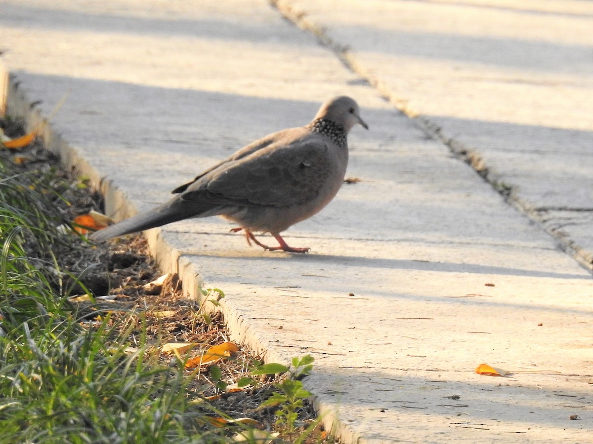 Spotted Dove - ML196386581