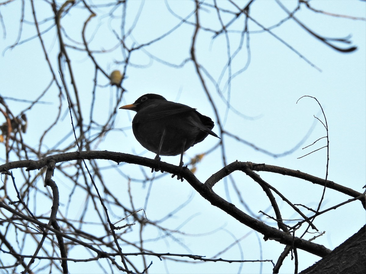 Chinese Blackbird - Tuck Hong Tang
