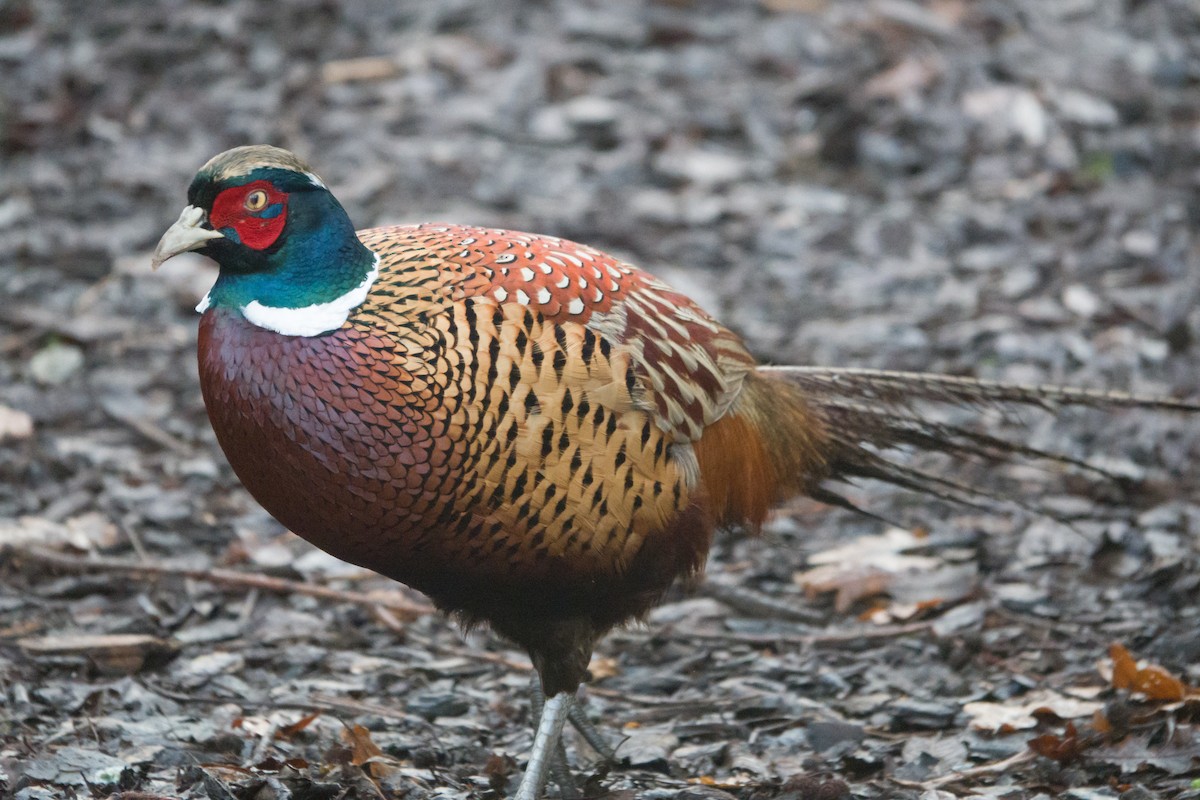 Ring-necked Pheasant - Paul Hyde