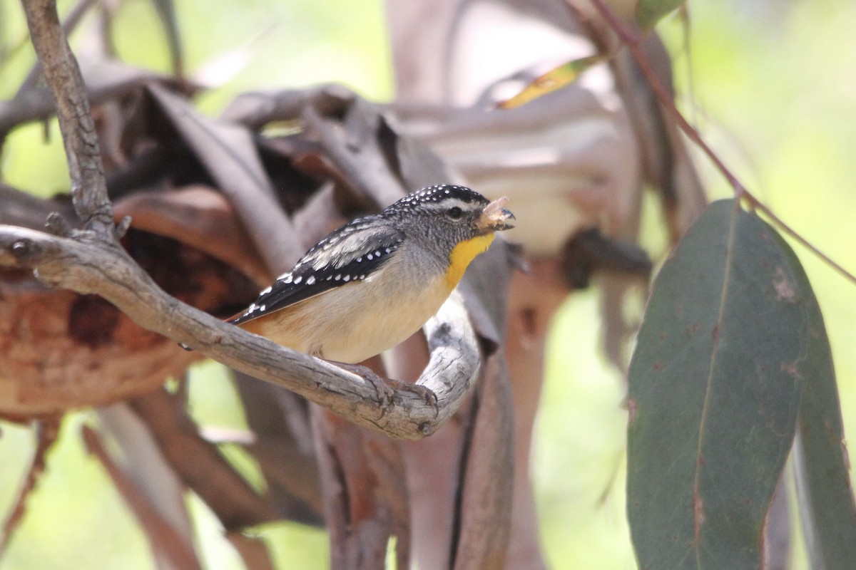 Spotted Pardalote - ML196393541