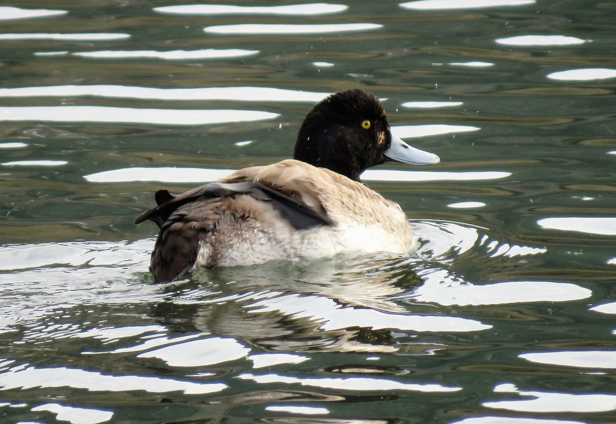Greater Scaup - ML196396261