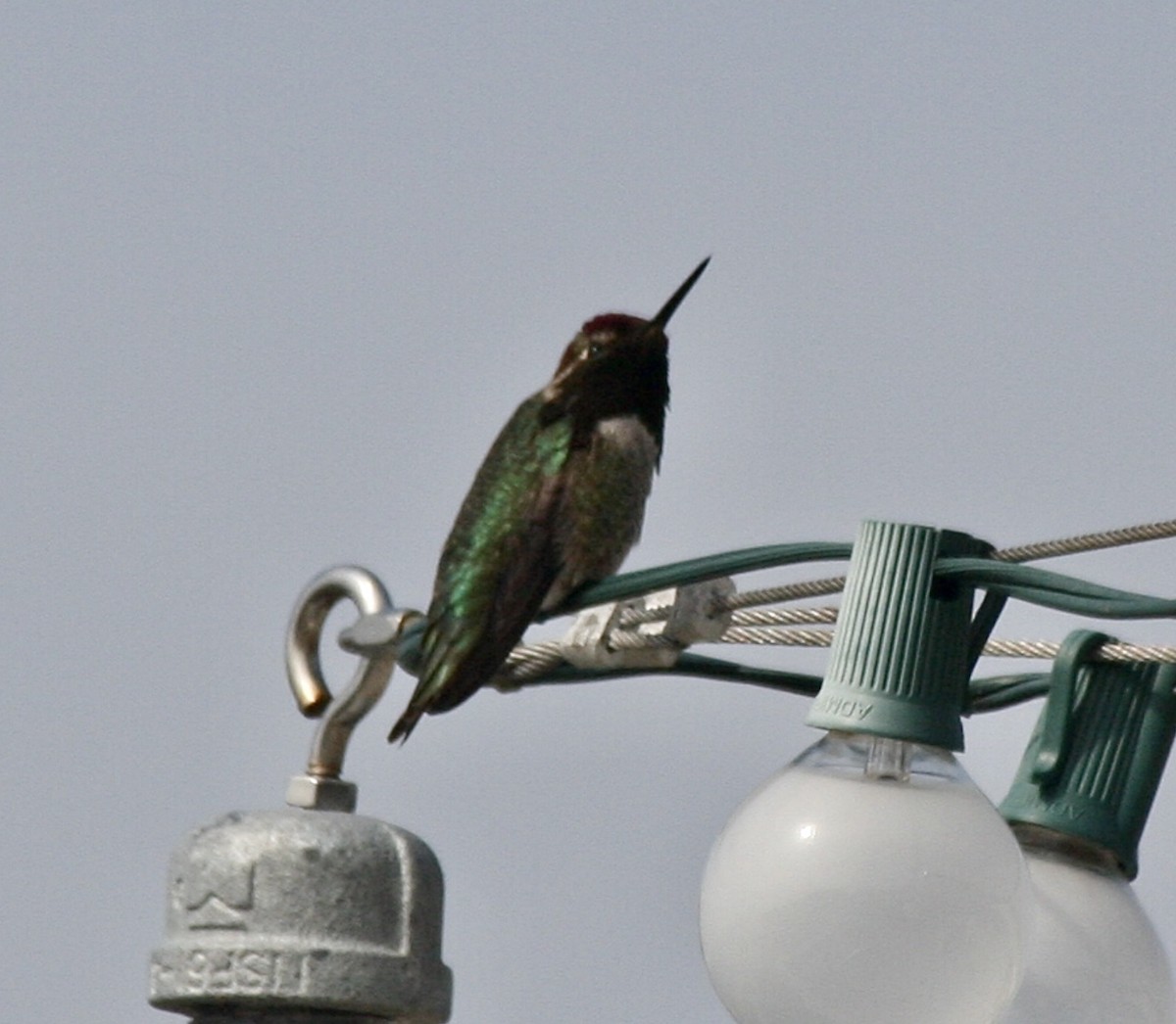 Costa's Hummingbird - Linda Grebe 🦅