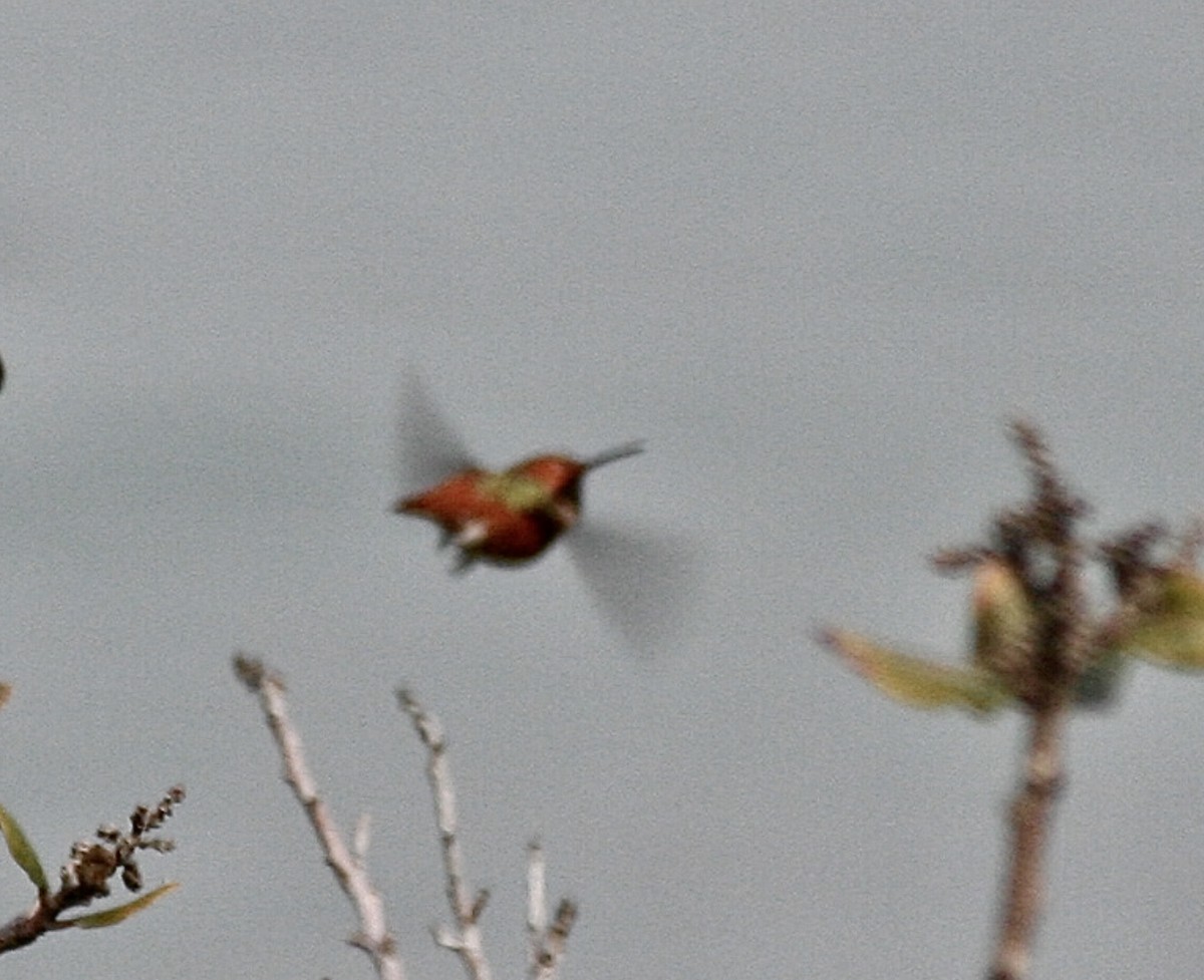 Allen's Hummingbird - Linda Grebe 🦅