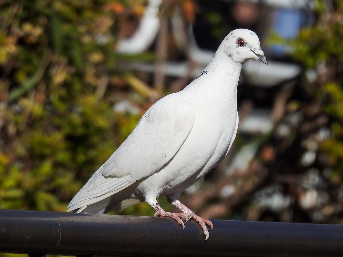Rock Pigeon (Feral Pigeon) - ML196403661