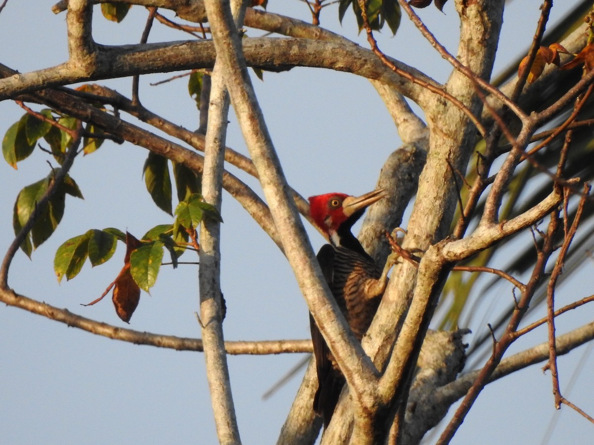 Crimson-crested Woodpecker - Michael Hurben