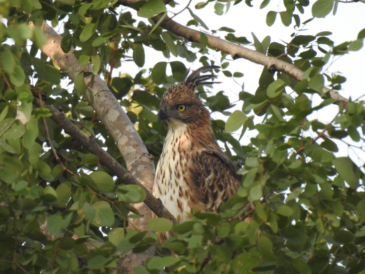 Changeable Hawk-Eagle (Crested) - ML196404471