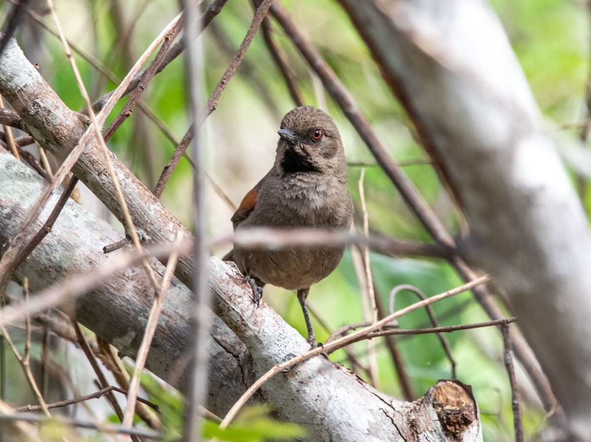 Red-shouldered Spinetail - ML196404941