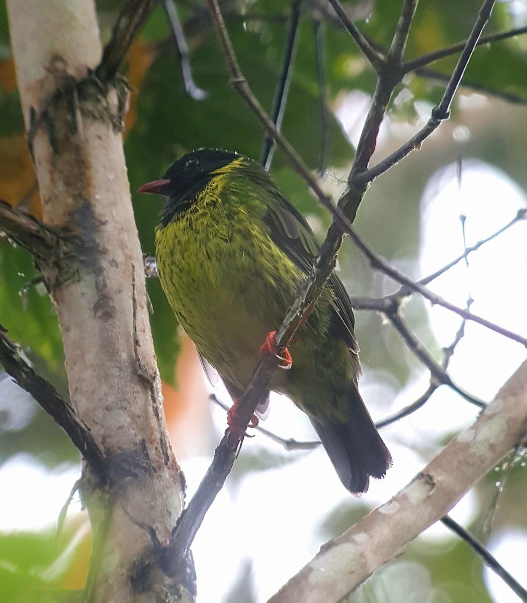 Green-and-black Fruiteater - ML196406001