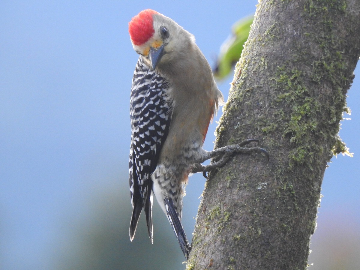 Red-crowned Woodpecker - Michael Hurben